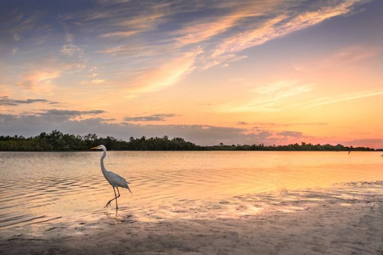 Cape San Blas FL Wild Life